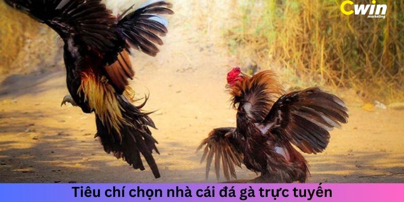 Tiêu chí chọn nhà cái đá gà trực tuyến